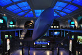 Museum of Natural History | 111/135
