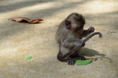 Monkey @Wat Suwan Kuha | 57/71