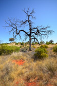 On the way from Yulara to Watarrka Nationalpark | 97/240