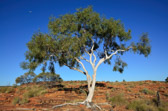 Watarrka Nationalpark - Kings Canyon | 107/240