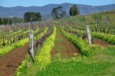 Hunter Valley | 236/240
