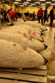 Japan - Chūō - Tsukiji Fish Market - Tuna Auction | 38/127