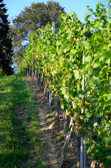 Vineyards around Rigersburg | 16/20