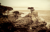 17 Mile Drive - Lone Cypress | 82/125