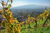 Maribor  - Wine yards | 4/15