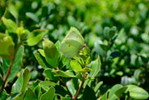 Italien - Rom - Common Brimstone - Zitronenfalter | 51/95
