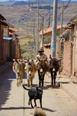 Peru - Maras - Donkey Shepherd | 30/135