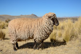 Peru - Sillustani - Sheep | 84/135