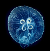 Spanien - València - Ciutat de les Arts i les Ciències - Oceanogràfic | 7/70