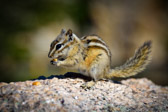 USA - Custer State Park - Squirrel @Needles Highway | 33/190