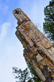 USA - Yellowstone National Park - Petrified Tree | 64/190