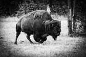 USA - Yellowstone National Park - Bison @Canyon Village | 76/190