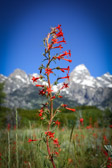 USA - Grand Teton Nationalpark - Flowers @ Taggart Creek | 109/190
