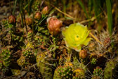 USA - Montorose - Black Canyon of the Gunnison - Blooming Cactus | 157/190