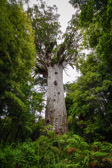 Neuseeland - Dargaville - Tāne Mahuta - Biggest Kauri Tree 51,2m | 50/130