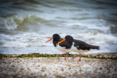 Neuseeland - Thames - Austernfischer / Oystercatcher | 60/130