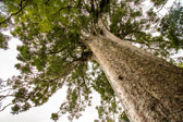 Neuseeland - Whitianga - Square Kauri Tree | 62/130