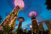 Singapur - Marina Bay - Supertree Grove | 31/45