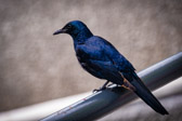 Südafrika - Kapstadt - Cape starling - Rotschulter-Glanzstar | 2/140