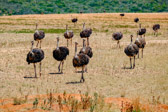 Südafrika - Hessequa - Ostrich farm | 51/140