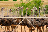 Südafrika - Hessequa - Ostrich farm | 53/140
