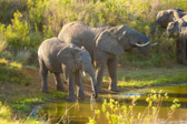 Südafrika - Mossel Bay - Gondwana Safari - African Elephant | 62/140