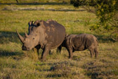 Südafrika - Mossel Bay - White rhinoceros - Breitmaulnashorn | 64/140