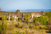 Südafrika - Mossel Bay - Cape mountain zebra - Bergzebra | 67/140