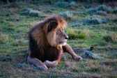 Südafrika - Mossel Bay - Gondwana Safari - Lion - Löwe | 73/140