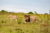 Südafrika - Mossel Bay - Gondwana Safari - Lion - Löwe | 74/140