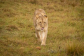 Südafrika - Mossel Bay - Gondwana Safari - Lion - Löwe | 76/140