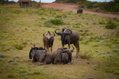 Südafrika - Mossel Bay - Gondwana Safari - Blue wildebeest - Streifengnu | 77/140