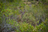 Südafrika - Mossel Bay - Gondwana Safari - Kudu | 78/140