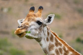 Südafrika - Mossel Bay - Gondwana Safari - Giraffe | 79/140