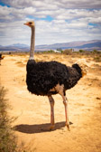 Südafrika - Oudtshoorn - Ostrich farm | 100/140