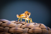 Südafrika - Stellenbosch - Insects @Hidden Valley Winery | 123/140