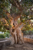 Republik Zypern - Agia Napa - 600 year old Sycamore Fig Tree | 13/100