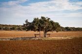 Republik Zypern - Agia Napa - Olive Tree | 41/100